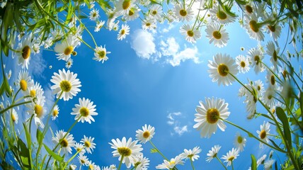 Beautiful daisi flowers from below against a blue sky background. Unusual angle on floral
