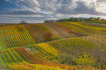 Autumn vineyard near Cejkovice, Southern Moravia, Czech Republic