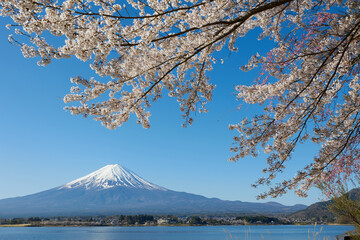 Mount Fuji with cherry blossom at Lake Kawaguchiko, Yamanashi prefecture, Japan
