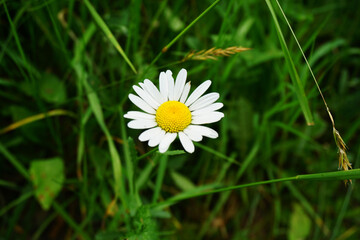 Beautiful daisy on green background