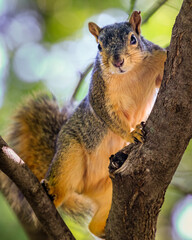 Eastern Fox Squirrell (Sciurus niger) in a tree