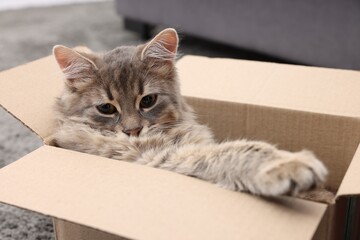Cute fluffy cat in cardboard box indoors, closeup