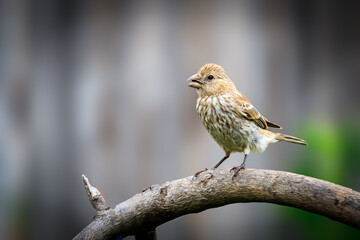 House Finch (Haemorhous mexicanus)
