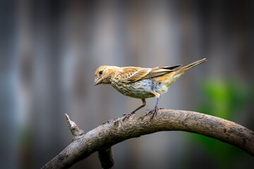 House Finch (Haemorhous mexicanus)