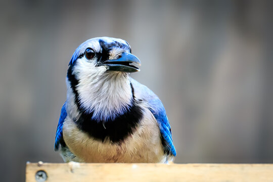 Blue Jay (Cyanocitta cristata)