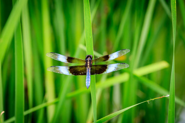 Male Widow Skimmer (Libellula luctuosa)