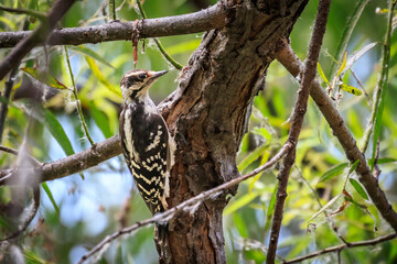 Hairy Woodpecker (Leuconotopicus villosus) in a tree