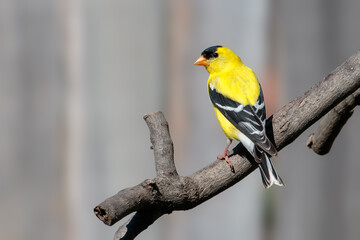 American Goldfinch male (Spinus tristis) perched on a branch
