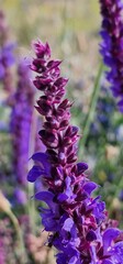 Salvia nemorosa, the woodland sage, Balkan clary, blue sage or wild sage hardy herbaceous perennial plant native to a wide area of central Europe and Western Asia.