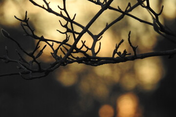 silhouette of a tree in sunset