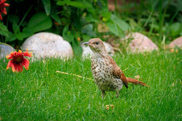 Brown Thrasher (Toxostoma rufum)