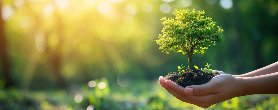 Human hands cradle a young tree with soil, symbolizing care and growth in a bright, natural setting, Nature ecology concept, World Earth Day, ESG campaign and CSR with people, world environment