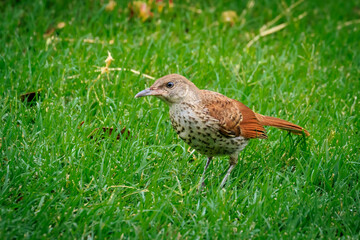 Brown Thrasher (Toxostoma rufum)