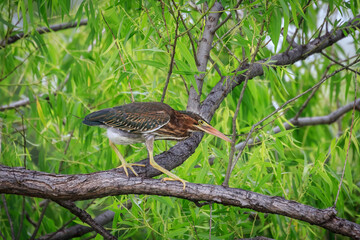 Green Heron (Butorides virescens) perched in a tree