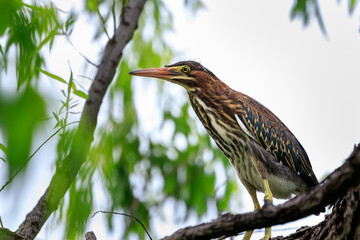 Green Heron (Butorides virescens) perched in a tree
