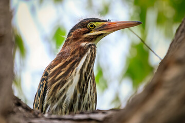 Green Heron (Butorides virescens) perched in a tree