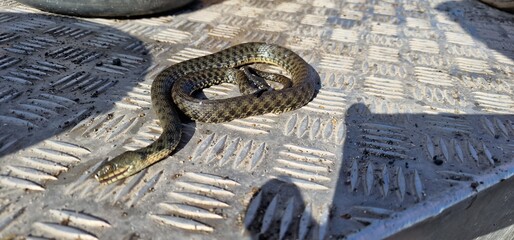  dice snake (Natrix tessellata) is a Eurasian nonvenomous snake belonging to the family Colubridae, subfamily Natricinae.