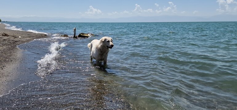 pregnant dog in lake sevan armenia