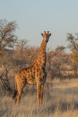 Naklejka na ściany i meble Giraffe Kenya masai mara.(Giraffa reticulata) sunset.