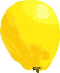 Big yellow lemon. Isolated on white background. Vector illustration. For print.