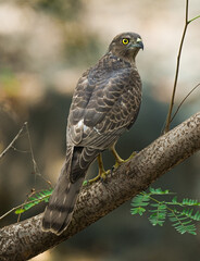 Shikra on the branch
