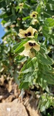 Henbane (Hyoscyamus niger, also black henbane and stinking nightshade) is a poisonous plant in the nightshade family Solanaceae Henbane is native to temperate Europe and Siberia, and naturalised in Gr