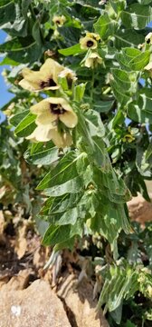 Henbane (Hyoscyamus niger, also black henbane and stinking nightshade) is a poisonous plant in the nightshade family Solanaceae Henbane is native to temperate Europe and Siberia, and naturalised in Gr