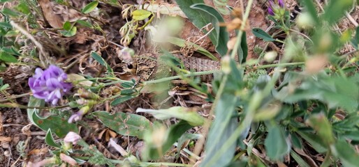 Nocaracris is a genus of European and western Asian grasshoppers in the family Pamphagidae It is the type genus of the tribe Nocarodeini 
possibly Nocaracris judithae found in Armenia