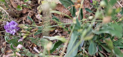 Nocaracris is a genus of European and western Asian grasshoppers in the family Pamphagidae It is the type genus of the tribe Nocarodeini 
possibly Nocaracris judithae found in Armenia