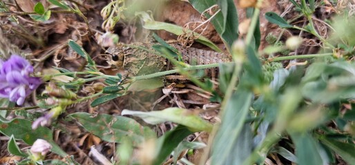 Nocaracris is a genus of European and western Asian grasshoppers in the family Pamphagidae It is the type genus of the tribe Nocarodeini 
possibly Nocaracris judithae found in Armenia