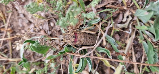 Nocaracris is a genus of European and western Asian grasshoppers in the family Pamphagidae It is...