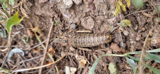 Nocaracris is a genus of European and western Asian grasshoppers in the family Pamphagidae It is the type genus of the tribe Nocarodeini 
possibly Nocaracris judithae found in Armenia