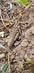 Nocaracris is a genus of European and western Asian grasshoppers in the family Pamphagidae It is the type genus of the tribe Nocarodeini 
possibly Nocaracris judithae found in Armenia