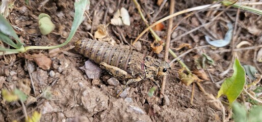 Nocaracris is a genus of European and western Asian grasshoppers in the family Pamphagidae It is the type genus of the tribe Nocarodeini 
possibly Nocaracris judithae found in Armenia