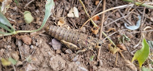 Nocaracris is a genus of European and western Asian grasshoppers in the family Pamphagidae It is the type genus of the tribe Nocarodeini 
possibly Nocaracris judithae found in Armenia