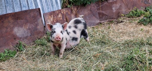 spotted pig family in garden of armenia people