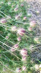 nigelle, fleurs de nigelle, cosses de nigelle, graines de nigelle
