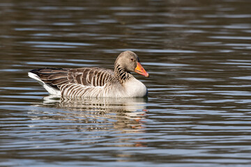 The greylag goose, Anser anser is a species of large goose