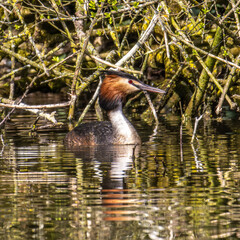 Great Crested Grebe, Podiceps cristatus with beautiful orange colors, a water bird with red eyes.