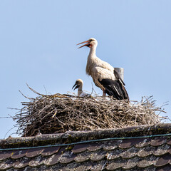 European white Stork, Ciconia ciconia with small babies on the nest in Oettingen, Swabia, Bavaria,...