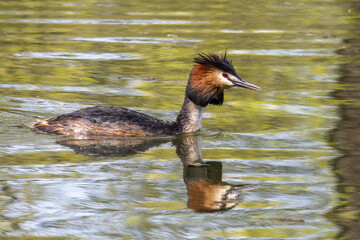 Great Crested Grebe, Podiceps cristatus with beautiful orange colors, a water bird with red eyes.