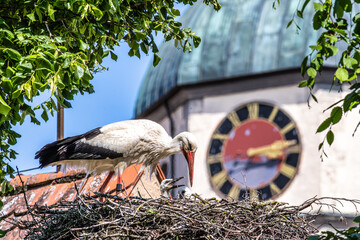 European white Stork, Ciconia ciconia with small babies on the nest in Oettingen, Swabia, Bavaria,...