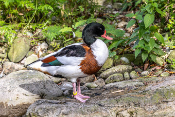 Common Shelduck, Tadorna tadorna swimming on the water