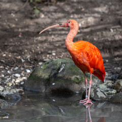 The Scarlet ibis, Eudocimus ruber is a species of ibis in the bird family Threskiornithidae.