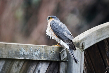 A Sparrow Hawk is sitting on a fence and waits for prey.