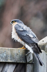 A Sparrow Hawk is sitting on a fence and waits for prey.