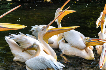 Great White Pelican, Pelecanus onocrotalus in a park