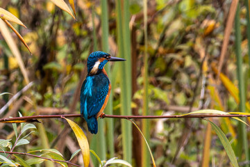 Common kingfisher, Alcedo atthis sitting on a beautiful branch above the river waiting for a fish
