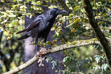 The Common Raven, Corvus eating a little bird at Kleinhesseloher Lake in Munich, Germany