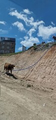 cows in armenia village